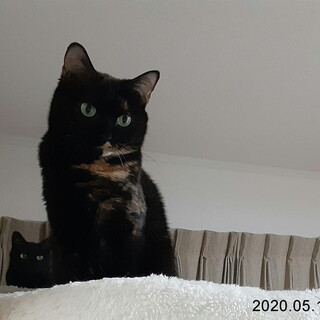 ビビリで美人なさび猫 紫陽花（あじさい）ちゃん