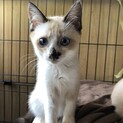 可愛いシャムミックス♀3ヶ月くらい