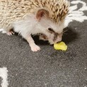 元気なハリネズミちゃん