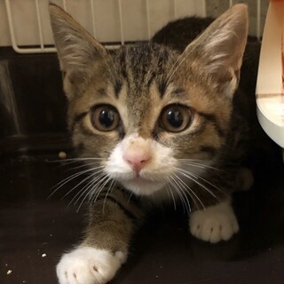 やんちゃで元気いっぱいのグリコくん。