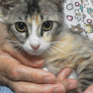 トライアル中のため募集停止　パステル三毛の美ニャン