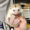 2歳のハリネズミ