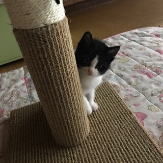 ハチワレ猫　里親募集