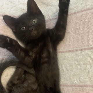 可愛い食いしん坊の黒猫いさみちゃん