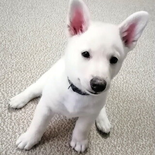 オモチャ大好き、カミカミ大好きな元気っ子なつみ