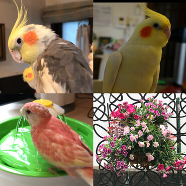 私の宝物たち
