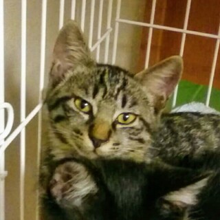 ボク、おちょぼ口♪キジトラ男子。