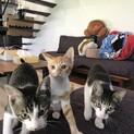 飼っていただける方、お願いします。