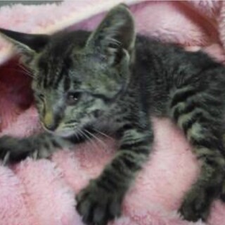 里親様に迎えられました。子猫♂122
