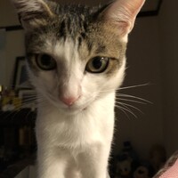 しゅう