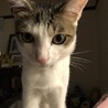 しゅう