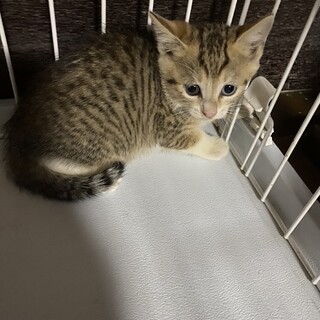 ちょっとシャイ☆オッドアイの詩乃（しの）ちゃん