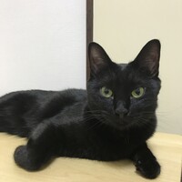 ちっち