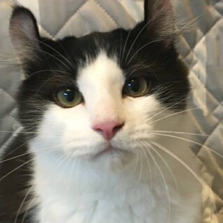 【8/23東日本橋】アメリカンカールミックス♡ロク