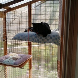 野良猫との戦い