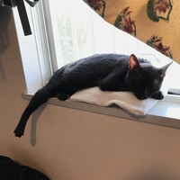 いちこ