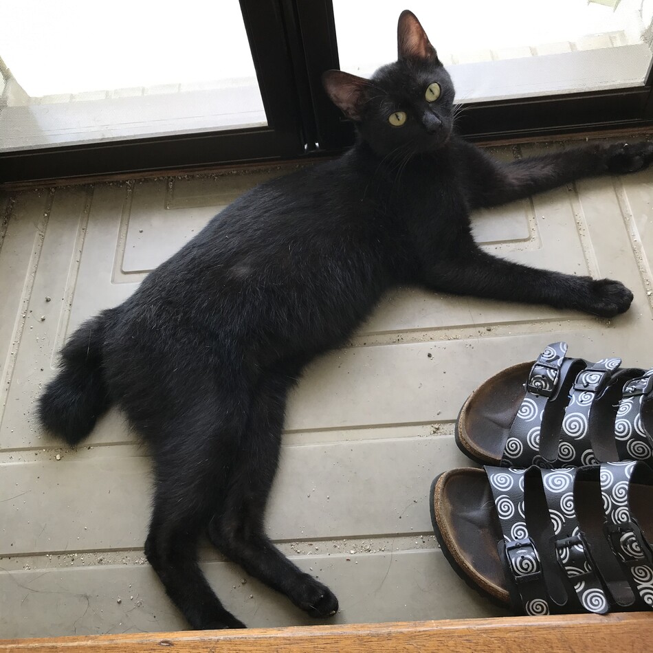いちこのカバー写真