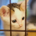 【　ご連絡待ち中　】④2ヶ月の子猫たち