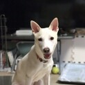 トライアル決定！ココリ★新しい家族探しています