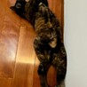 暑い日は床で仰向け