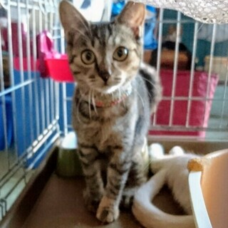 キジトラの子猫スズメちゃん