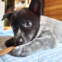 【募集停止】キュートでクールなセリカちゃん♡