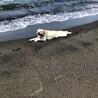北海道の夏は短いのです