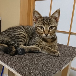 人懐っこいキジトラくん