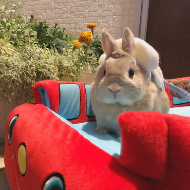 我が家のお庭で庭んぽ！今年は暑くて、過ごしやすい気温になるまではお外はおあずけだね