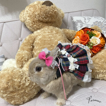 私の作ったハーネスで女の子に変身！撮影時はポーズをとってくれます