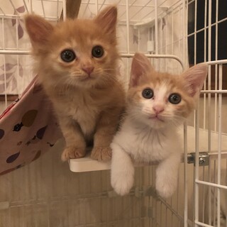 半長毛のふわふわ美少年とすっきり茶白イケメンのペア