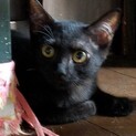 子猫、クロちゃん…なかなか心開かず…