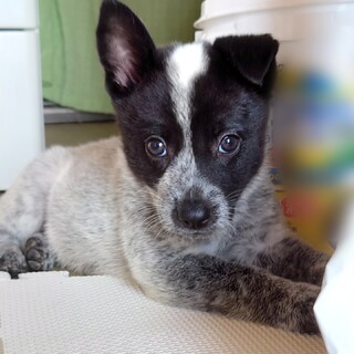 【募集停止】1.5ヶ月美形なルアンくん