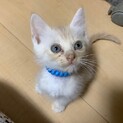 おもてくん　1ヶ月の男の子