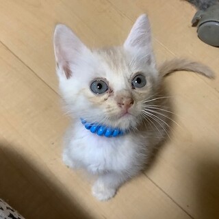 おもてくん　1ヶ月の男の子