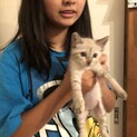 白に薄いキジ柄の女の子