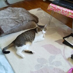 私がいない方がくつろいでる