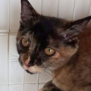 でら！つくし！