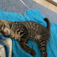 れんげ