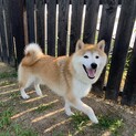 【空太】ボール大好きな懐っこい柴犬