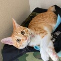 ちゃかちゃんの新しい家族募集中