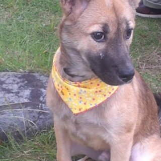 里親決定しました、生後7か月MIXオス