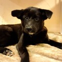 人も犬も猫も大好きな明るい女の子、くまこです！