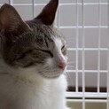これからの猫生はのんびりと暮らせる場所で