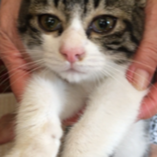 どうか家族に迎えてください。