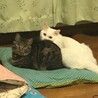ちりあめ