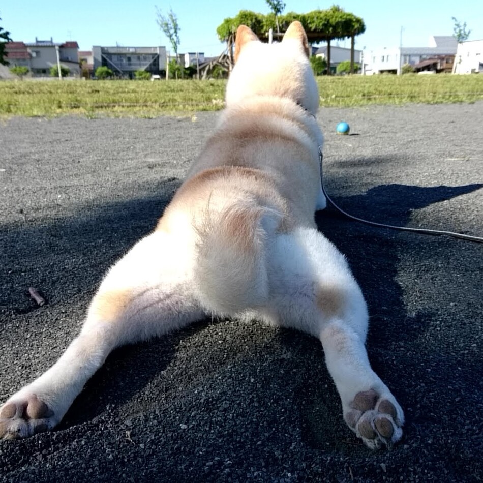 しらたまのカバー写真