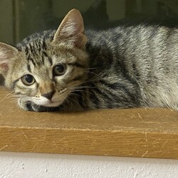 保護猫・にゃんこ譲渡会in神戸
