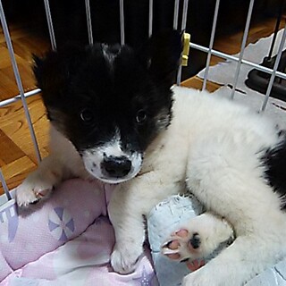 家族ができました！！