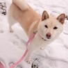 雪が似合う北国の白柴